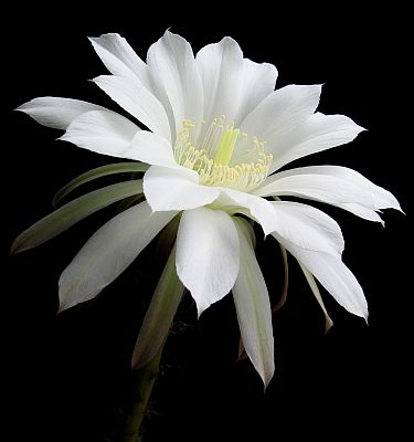 echinopsis